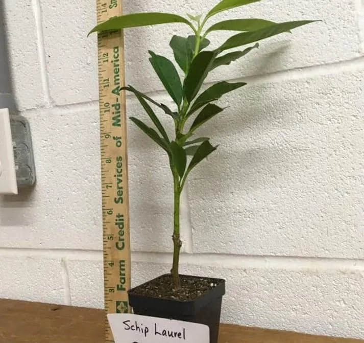 Schip Laurel Live Plant - 6-10 inches Tall, 3in Pot, Evergreen Shrub, Outdoor - Image 5