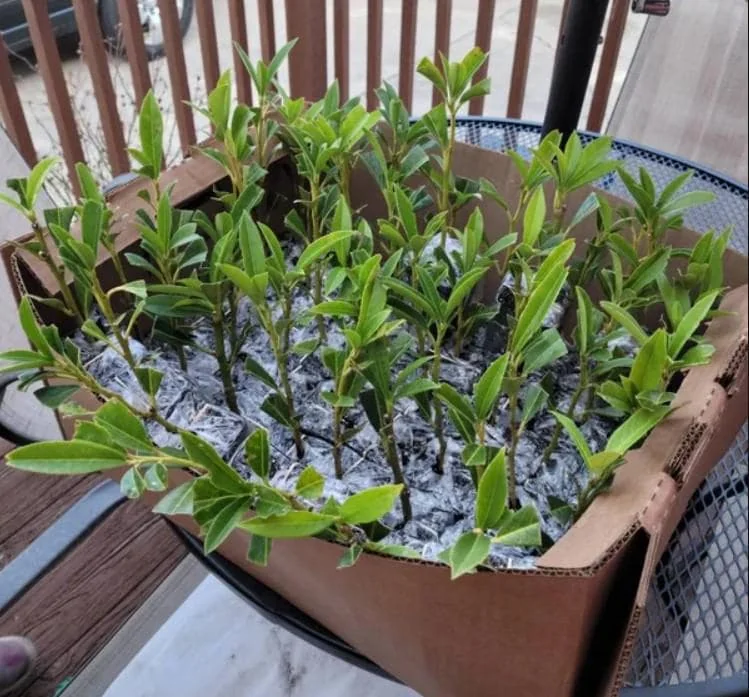 Schip Laurel Live Plant - 6-10 inches Tall, 3in Pot, Evergreen Shrub, Outdoor - Image 6