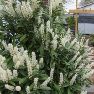 Schip Laurel Live Plant – 6-10