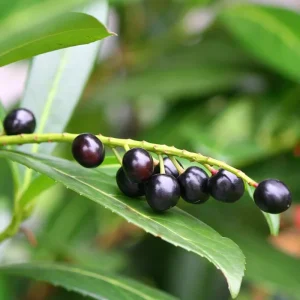 Schip Laurel Live Plant – 6-10