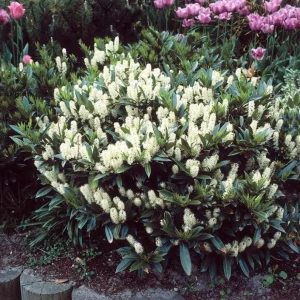 Schip Laurel Live Plant – 6-10" Tall Evergreen Shrub – 2.5" Pot – Outdoor - Image 1