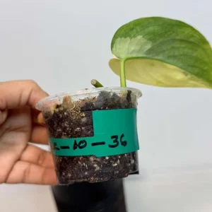 Scindapsus Jade Satin Variegated Live Plant - Potted Houseplant Tropical - Image 4