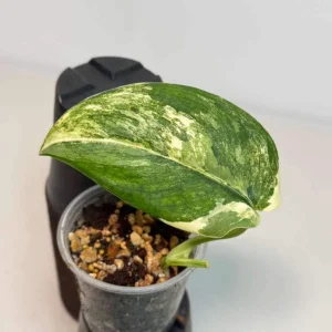 Scindapsus Jade Satin Variegated Live Plant - Rare Potted Houseplant - Image 2