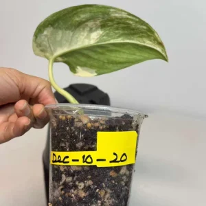 Scindapsus Jade Satin Variegated Live Plant - Rare Potted Houseplant - Image 4