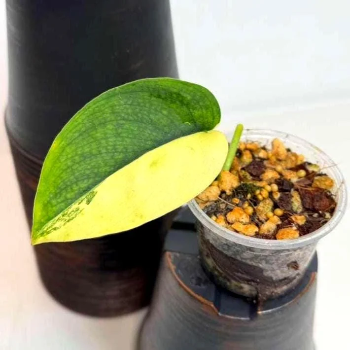 Scindapsus Jade Satin Variegated Live Plant - Rare Tropical Houseplant in Nursery Pot - Image 2