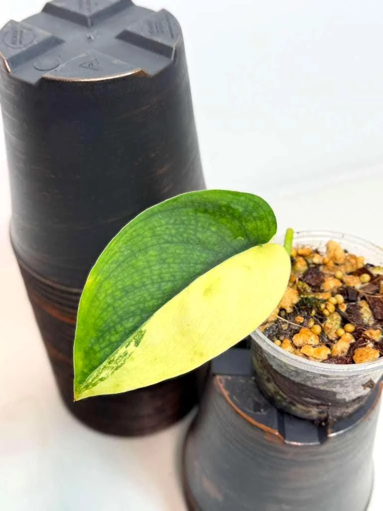 Scindapsus Jade Satin Variegated Live Plant - Rare Tropical Houseplant in Nursery Pot - Image 3