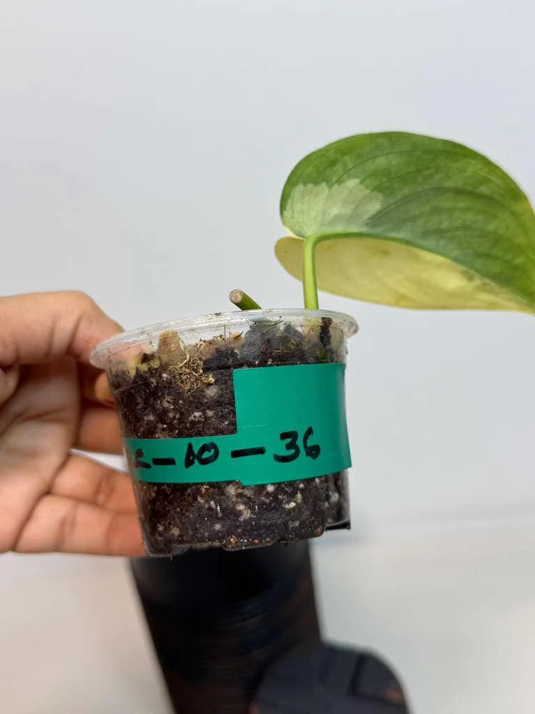 Scindapsus Jade Satin Variegated Live Plant - Rare Tropical Houseplant in Nursery Pot - Image 4