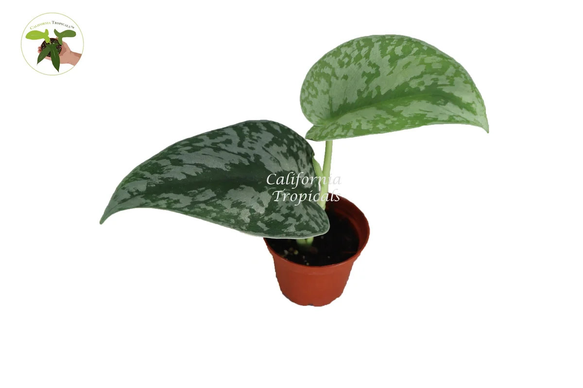 Scindapsus Pictus 'Exotica' Live Plant – 2 inch Potted Houseplant Indoor - Image 2
