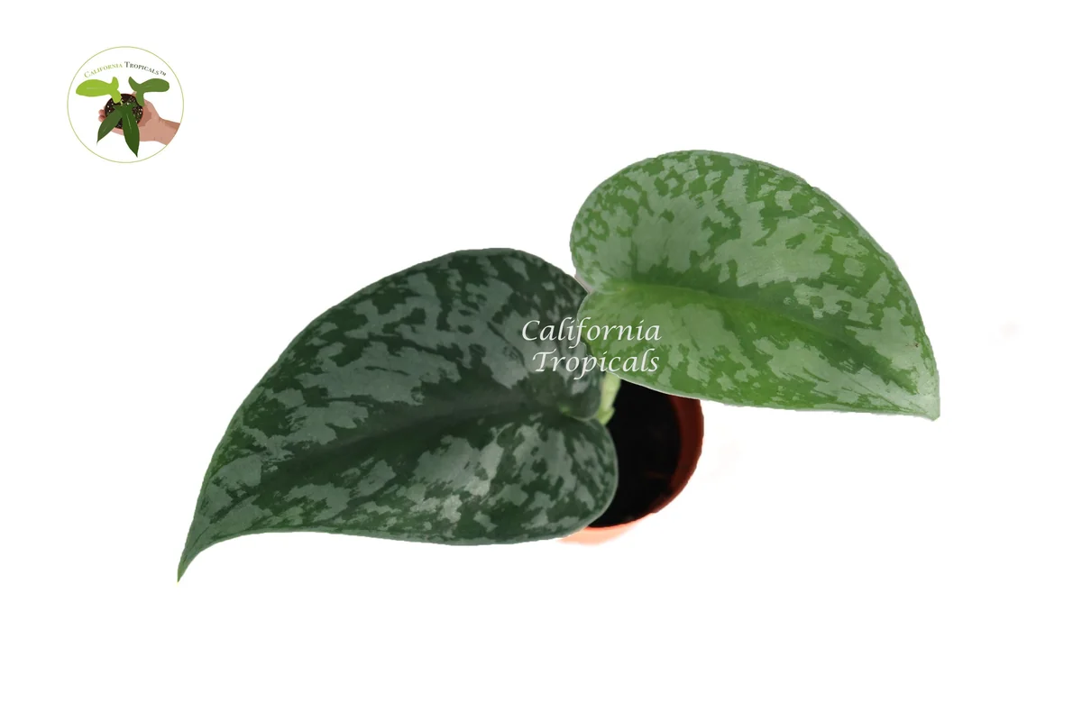 Scindapsus Pictus 'Exotica' Live Plant – 2 inch Potted Houseplant Indoor - Image 1