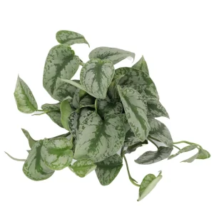 Scindapsus Pictus 'Exotica' Live Plant – 6 inch Pot – Indoor Foliage - Image 2