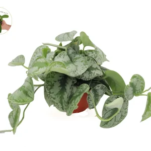 Scindapsus Pictus 'Exotica' Live Plant – 6 inch Pot – Indoor Foliage - Image 3