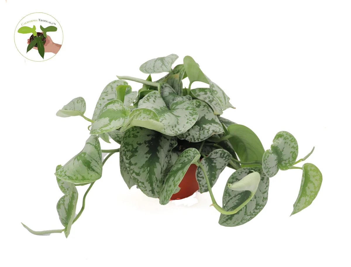 Scindapsus Pictus 'Exotica' Live Plant – 6 inch Pot – Indoor Foliage - Image 3