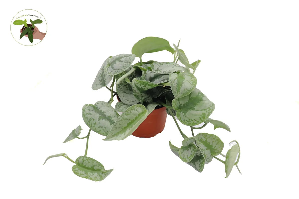 Scindapsus Pictus 'Exotica' Live Plant – 6 inch Pot – Indoor Foliage - Image 4