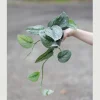 Scindapsus Pictus Exotica Live Plant - Silver Pothos Vining Plant - 4 inch Nursery Pot - Indoor - Image 1
