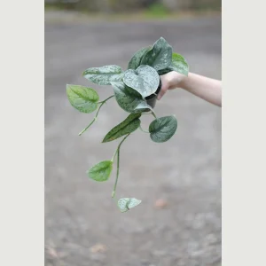 Scindapsus Pictus Exotica Live Plant - Silver Pothos Vining Plant - 4 inch Nursery Pot - Indoor - Image 4