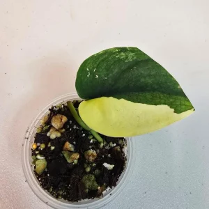 Scindapsus Pictus 'Jade Satin' Variegated Live Plant – Indoor Potted Plant - Image 3