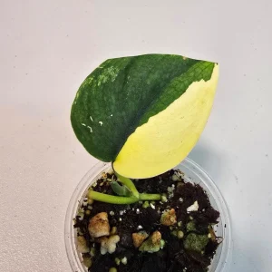 Scindapsus Pictus 'Jade Satin' Variegated Live Plant – Indoor Potted Plant - Image 1