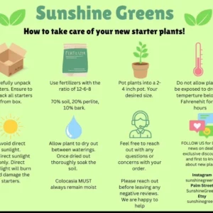 Scindapsus Pictus 'Silvery Ann' Live Starter Plant - Indoor Foliage - Image 2