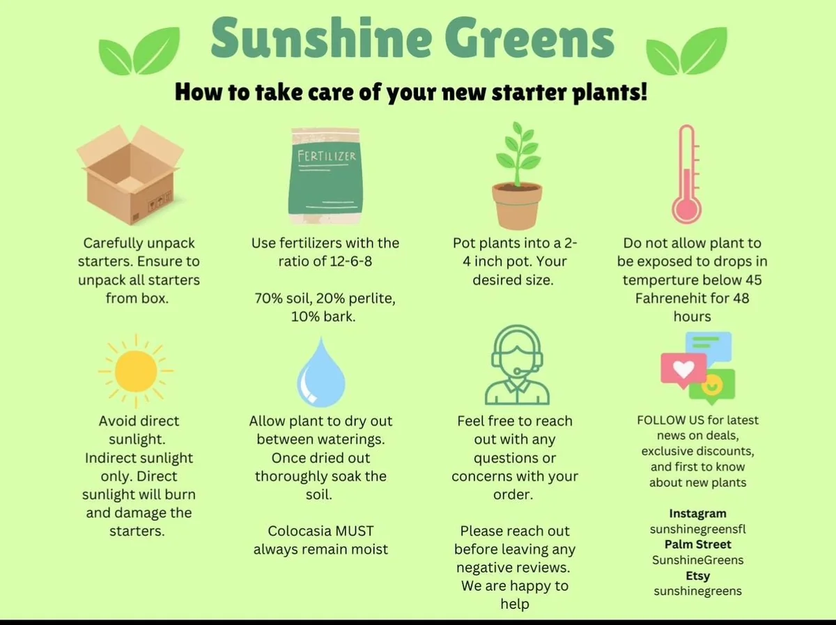 Scindapsus Pictus 'Silvery Ann' Live Starter Plant - Indoor Foliage - Image 2