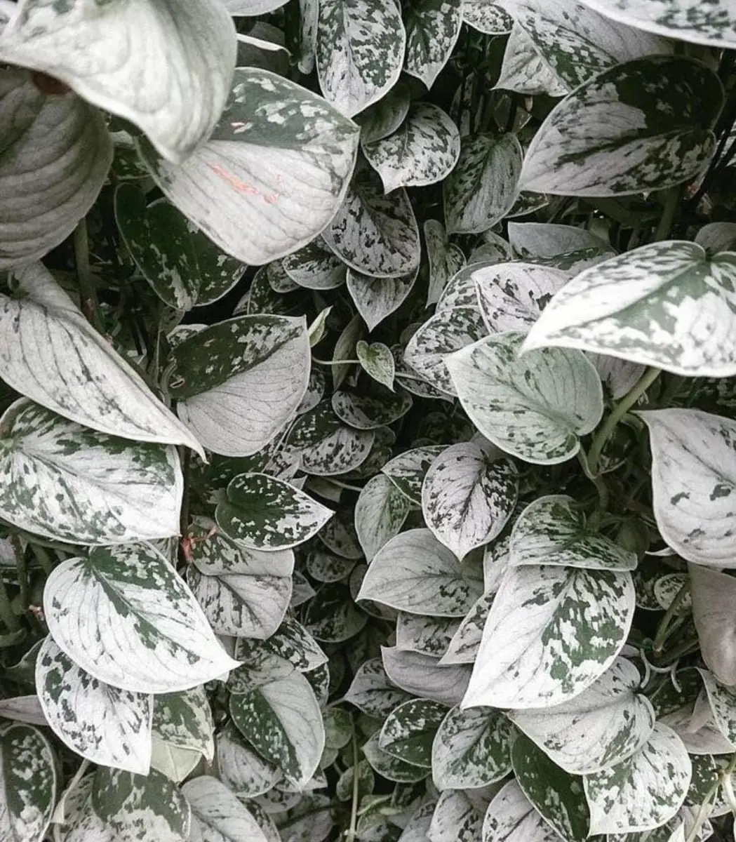 Scindapsus Pictus 'Silvery Ann' Live Starter Plant - Indoor Foliage - Image 1