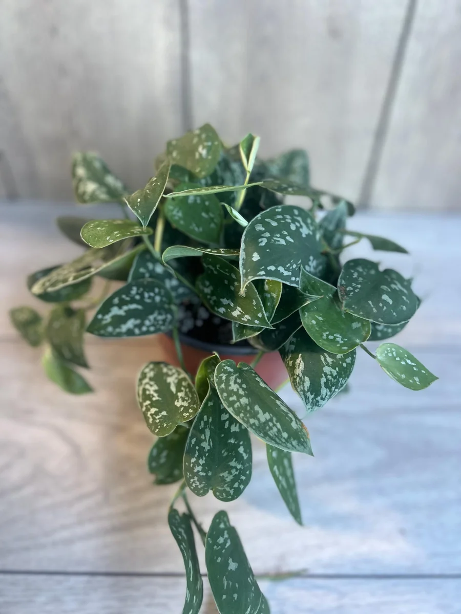 Scindapsus Silver Cloud Live Plant – 6 inch Pot – Potted Houseplant Indoor - Image 2