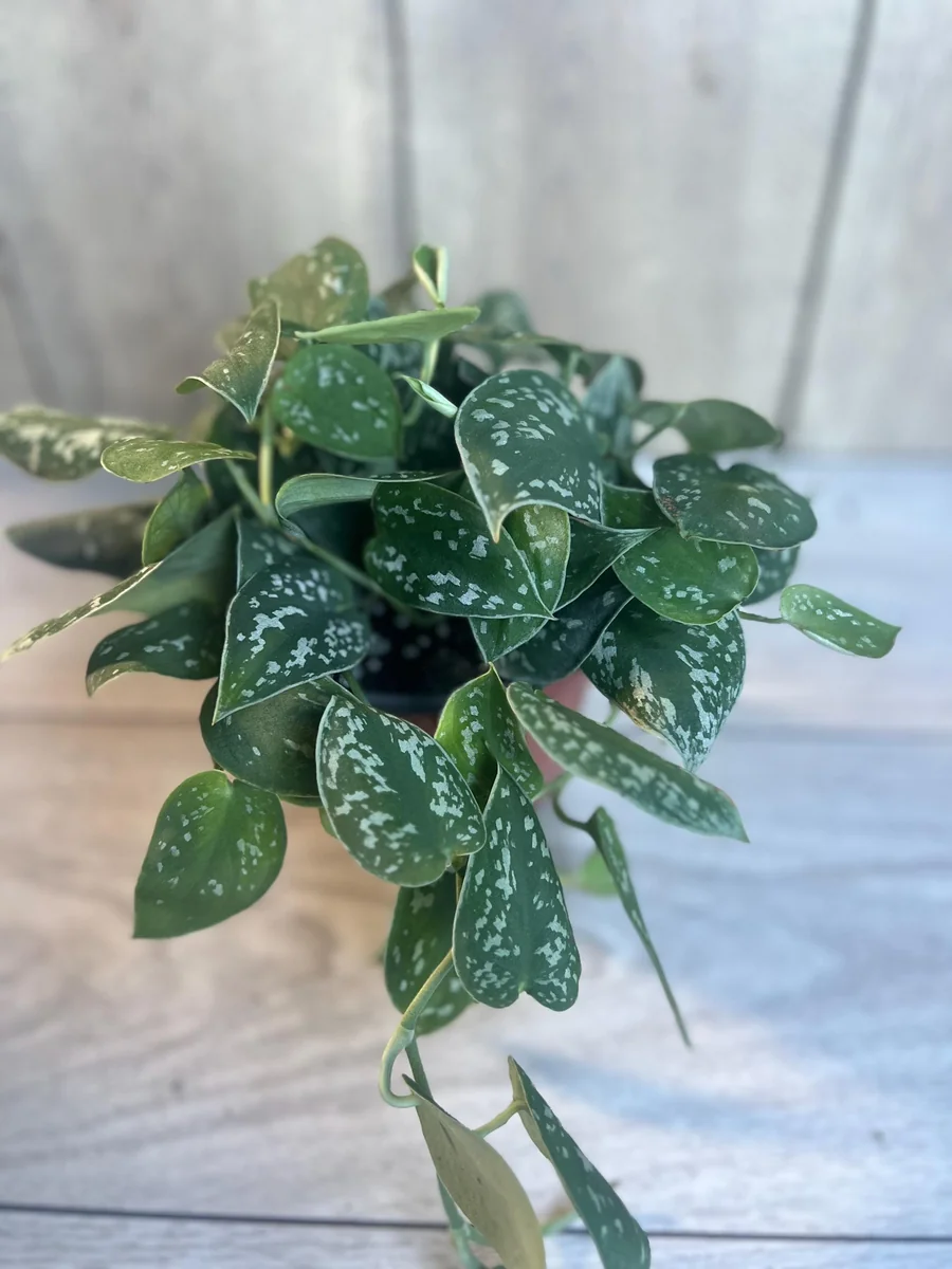 Scindapsus Silver Cloud Live Plant – 6 inch Pot – Potted Houseplant Indoor - Image 3