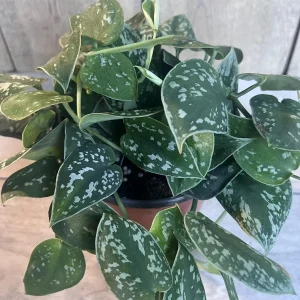 Scindapsus Silver Cloud Live Plant – 6 inch Pot – Potted Houseplant Indoor - Image 1