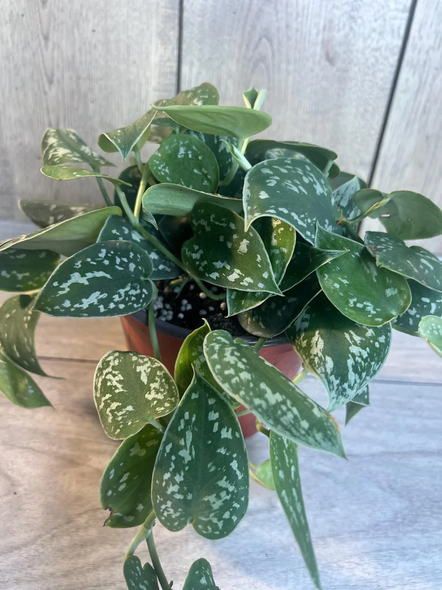 Scindapsus Silver Cloud Live Plant – 6 inch Pot – Potted Houseplant Indoor - Image 4