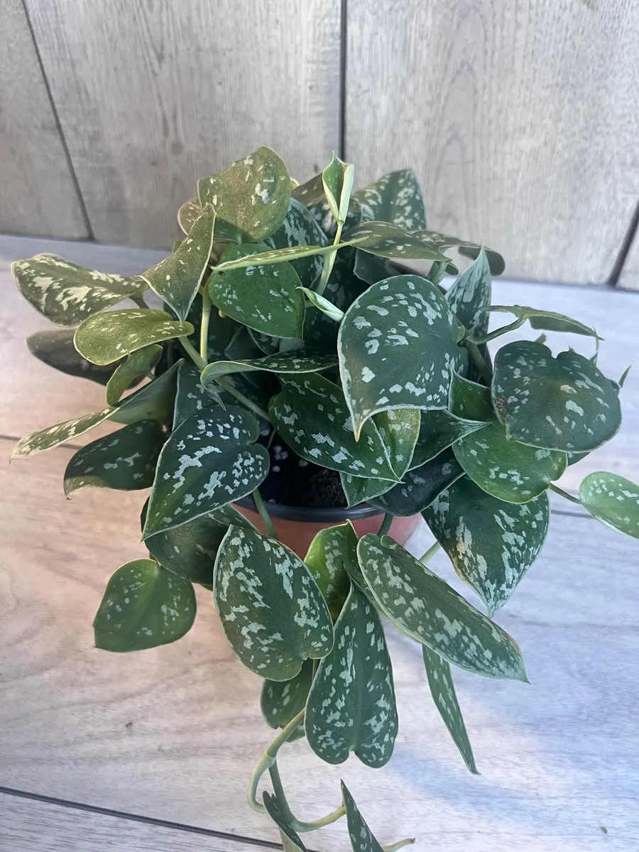 Scindapsus Silver Cloud Live Plant – 6 inch Pot – Potted Houseplant Indoor - Image 5