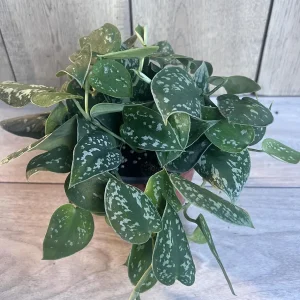 Scindapsus Silver Cloud Live Plant – 6 inch Pot – Potted Houseplant Indoor - Image 7