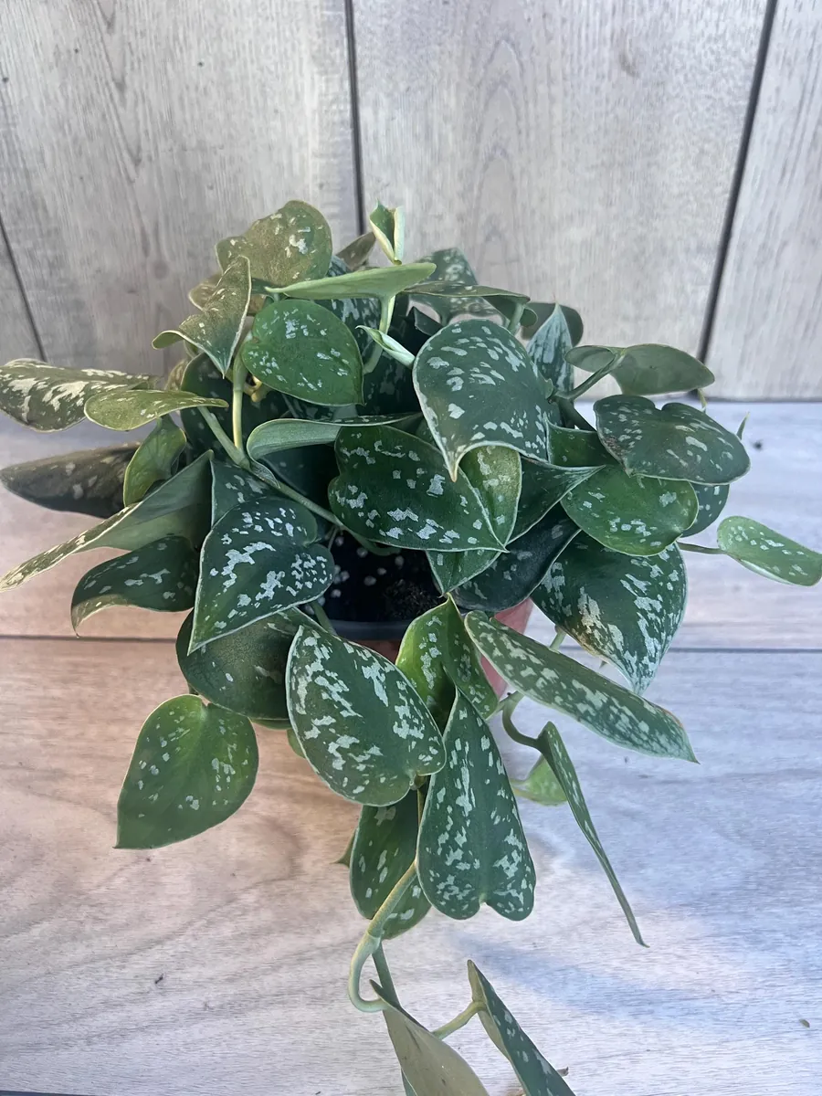 Scindapsus Silver Cloud Live Plant – 6 inch Pot – Potted Houseplant Indoor - Image 7
