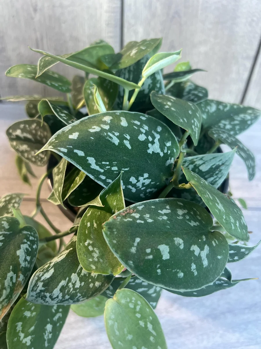 Scindapsus Silver Cloud Live Plant – 6 inch Pot – Potted Houseplant Indoor - Image 8