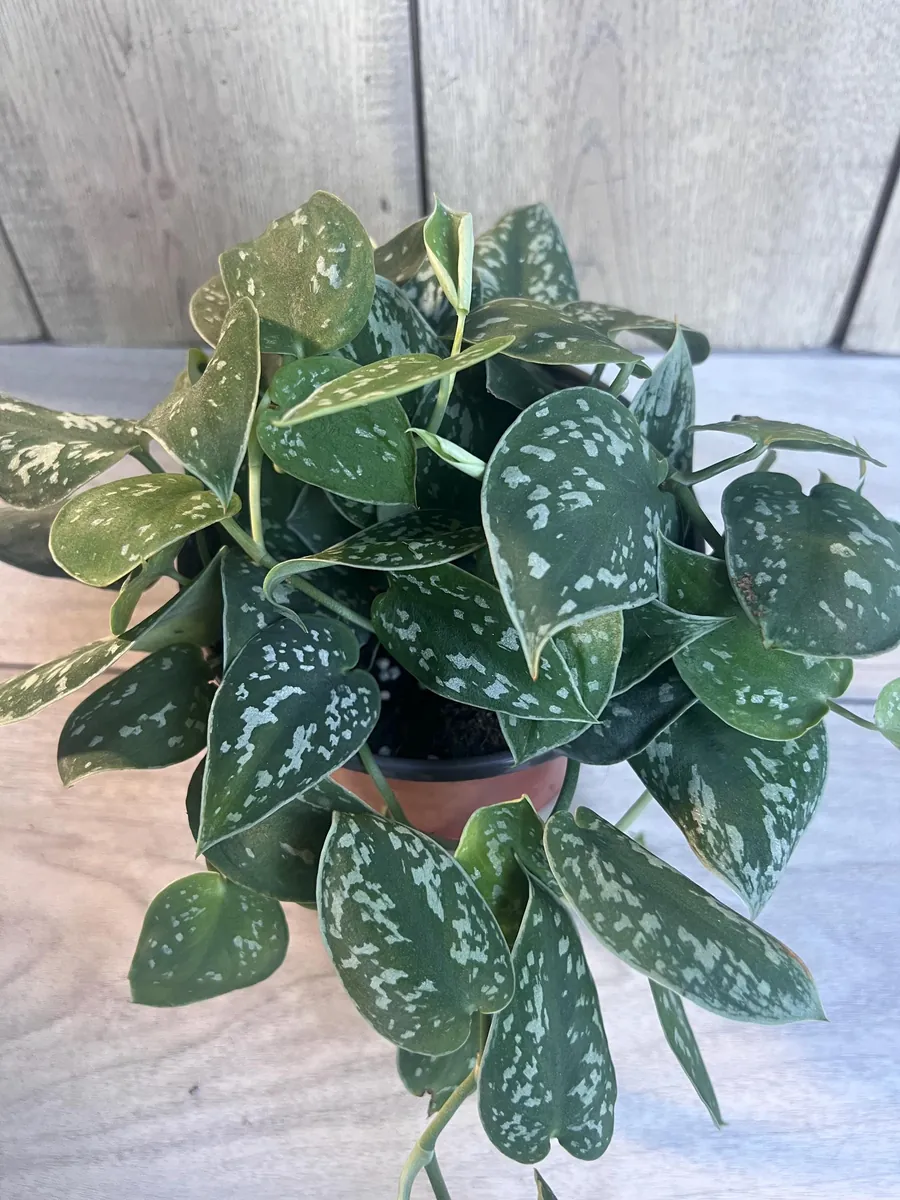 Scindapsus Silver Cloud Live Plant – 6 inch Pot – Potted Houseplant Indoor - Image 9