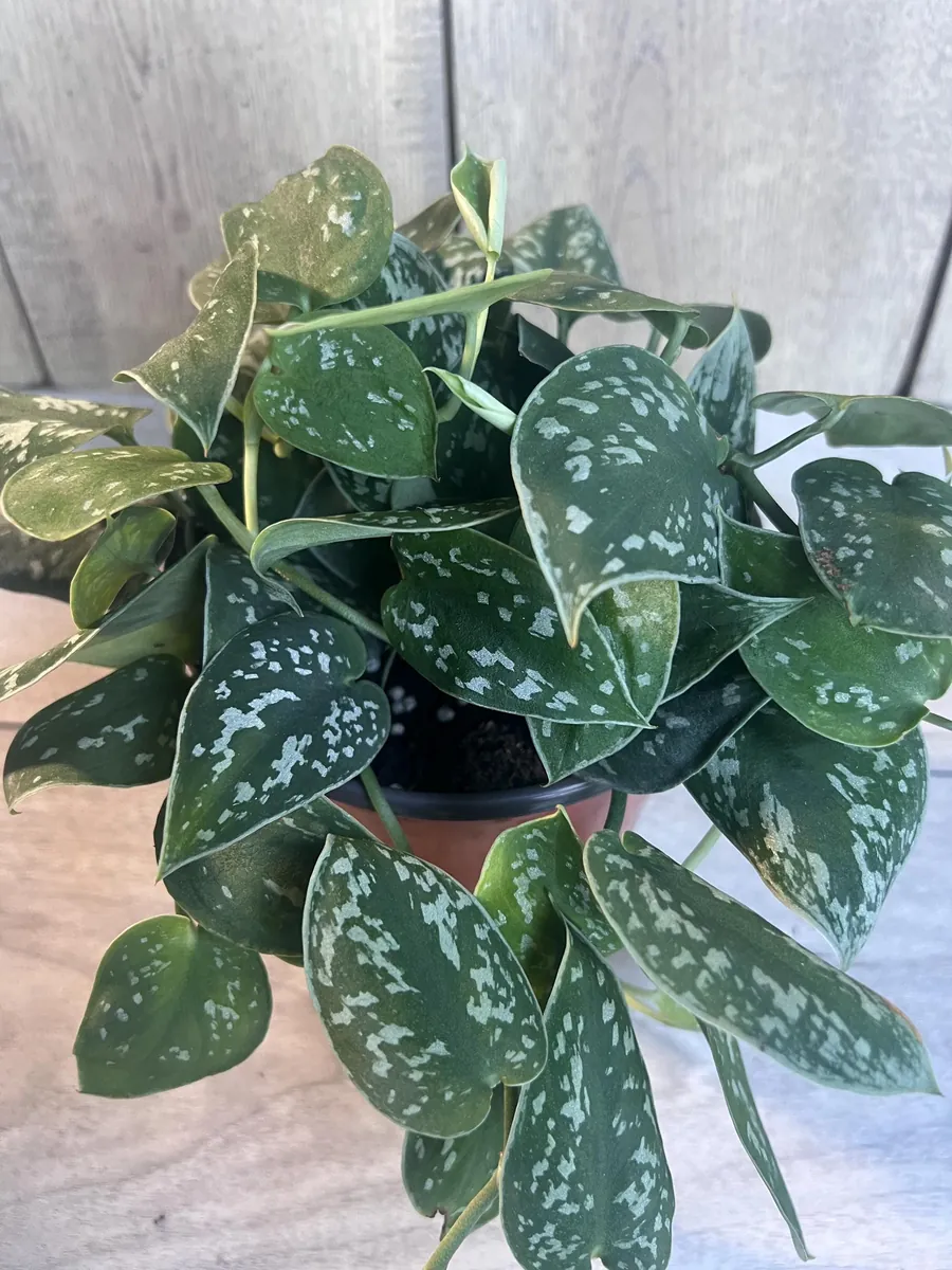 Scindapsus Silver Cloud Live Plant – 6 inch Pot – Potted Houseplant Indoor - Image 1