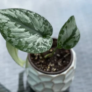 Scindapsus Silver Exotica Live Houseplant - Air Purifying Indoor Plant - Image 10