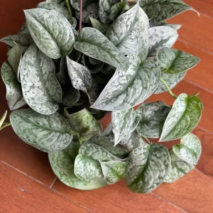 Scindapsus Silver Exotica Live Houseplant - Air Purifying Indoor Plant - Image 3
