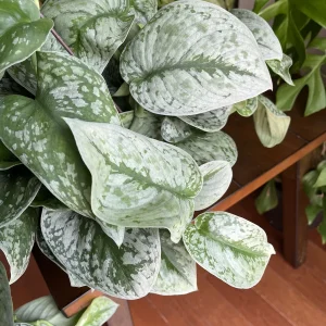 Scindapsus Silver Exotica Live Houseplant - Air Purifying Indoor Plant - Image 7