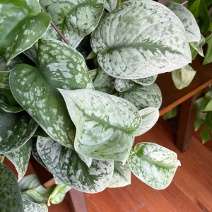 Scindapsus Silver Exotica Live Houseplant - Air Purifying Indoor Plant - Image 8