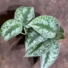 Scindapsus Silver Exotica Live Plant – 4 inch Grow Pot – Rare Vining Indoor Houseplant - Image 1