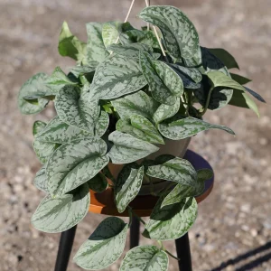 Scindapsus Silver Exotica Live Plant – 8