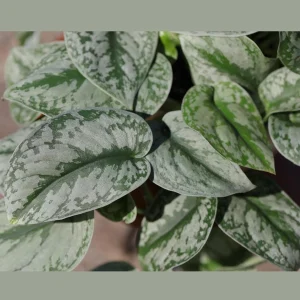 Scindapsus Silver Exotica Live Plant – 8