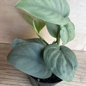 Scindapsus Silver Hero Live Plant 4 inch or 6 inch Pot - Vining Houseplant - Image 10