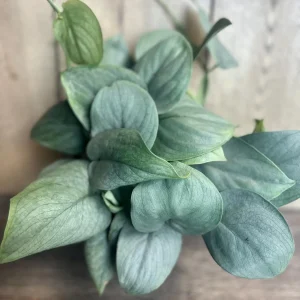 Scindapsus Silver Hero Live Plant 4 inch or 6 inch Pot - Vining Houseplant - Image 2