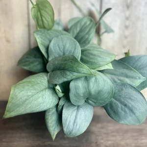 Scindapsus Silver Hero Live Plant 4 inch or 6 inch Pot - Vining Houseplant - Image 1