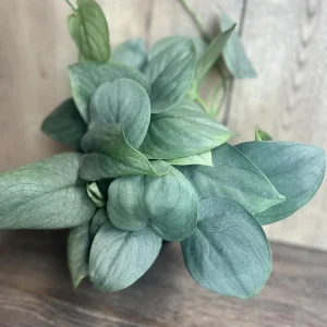 Scindapsus Silver Hero Live Plant 4 inch or 6 inch Pot - Vining Houseplant - Image 4