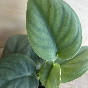 Scindapsus Silver Hero Live Plant 4 inch or 6 inch Pot - Vining Houseplant - Image 8