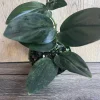 Scindapsus Treubii Dark Form Live Plant – 4 inch Pot – Indoor Houseplant - Image 1