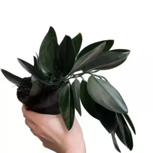 Scindapsus Treubii Dark Form Starter Plant - Live Houseplant for Indoor Decor - Image 2
