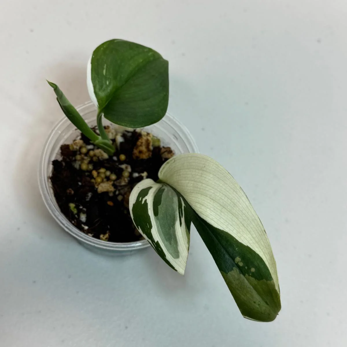 Scindapsus Treubii Moonlight Albo Live Plant – Variegated Houseplant - Image 2