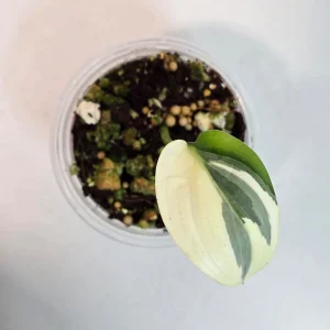 Scindapsus Treubii Moonlight Albo Live Plant - Variegated Houseplant - Image 2